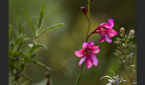 Illyrische Siegwurz (Gladiolus illyricus)