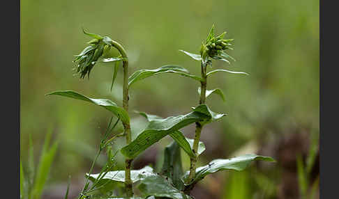 Breitblättrige Sitter sspec. (Epipactis helleborine sspec. Tremolsii)