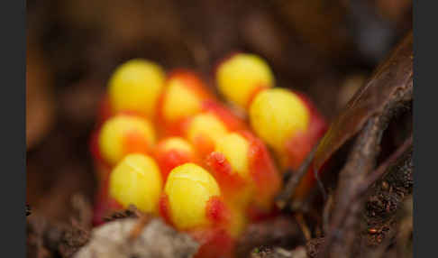 Gelber Zistrosenwürger (Cytinus hypocistis)