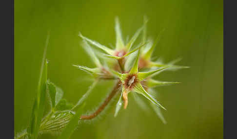 Sternklee (Trifolium stellatum)