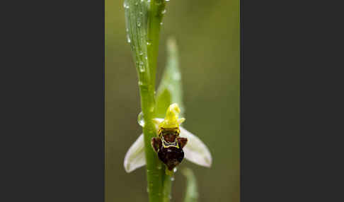 Bienen-Ragwurz (Ophrys apifera)