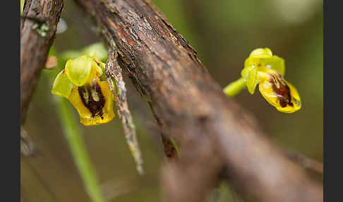 Gelbe Ragwurz (Ophrys lutea)