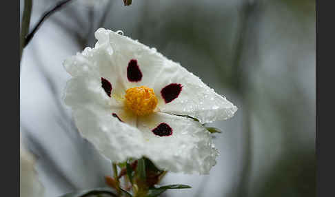 Lack-Zistrose (Cistus ladanifer)