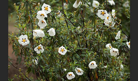 Lack-Zistrose (Cistus ladanifer)