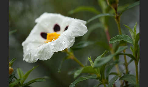 Lack-Zistrose (Cistus ladanifer)