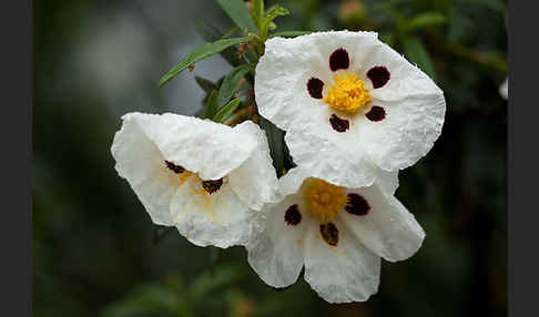 Lack-Zistrose (Cistus ladanifer)