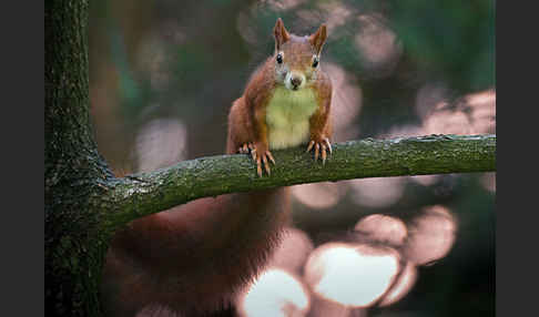 Eichhörnchen (Sciurus vulgaris)