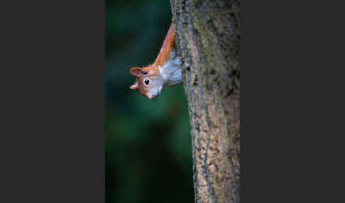 Eichhörnchen (Sciurus vulgaris)