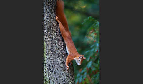 Eichhörnchen (Sciurus vulgaris)