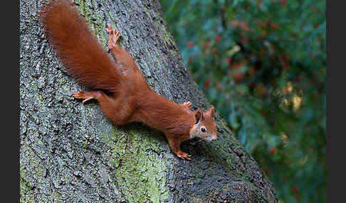 Eichhörnchen (Sciurus vulgaris)