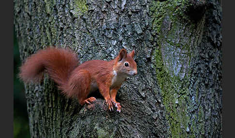 Eichhörnchen (Sciurus vulgaris)