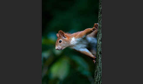 Eichhörnchen (Sciurus vulgaris)