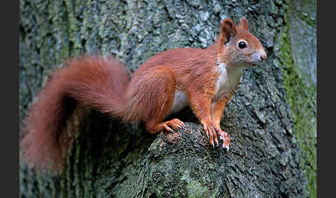 Eichhörnchen (Sciurus vulgaris)