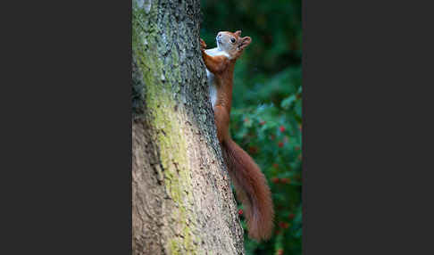 Eichhörnchen (Sciurus vulgaris)