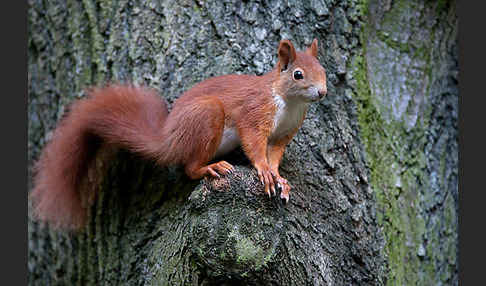 Eichhörnchen (Sciurus vulgaris)