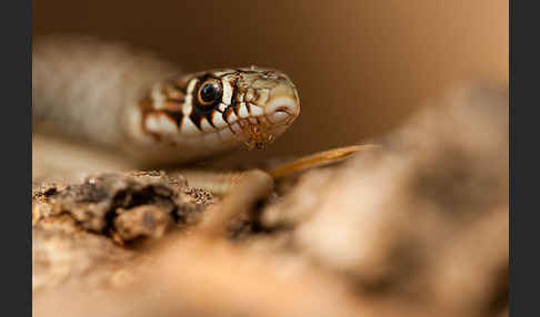 Balkan-Zornnatter (Hierophis gemonensis)