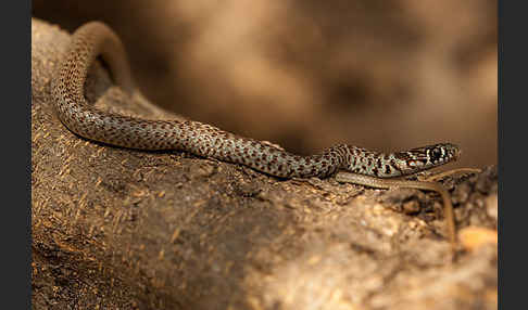 Balkan-Zornnatter (Hierophis gemonensis)