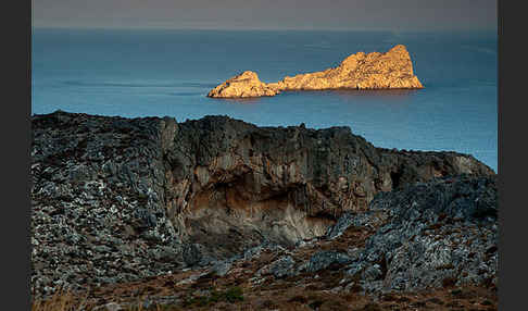 Eleonorenfalke (Falco eleonorae)