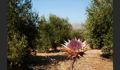 Mariendistel (Silybum marianum)