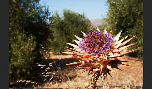 Mariendistel (Silybum marianum)