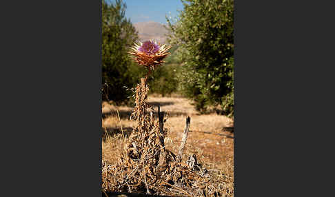 Mariendistel (Silybum marianum)