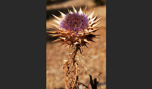 Mariendistel (Silybum marianum)