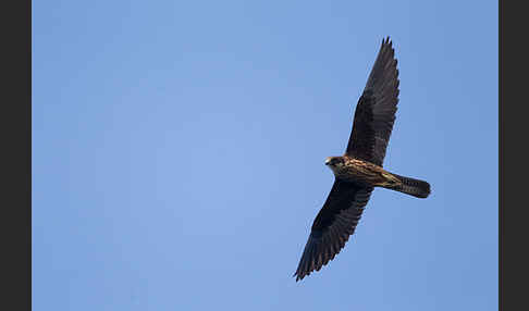 Eleonorenfalke (Falco eleonorae)