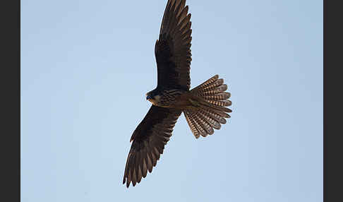 Eleonorenfalke (Falco eleonorae)