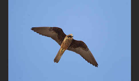 Eleonorenfalke (Falco eleonorae)