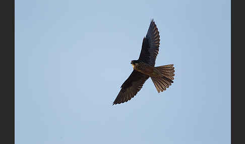 Eleonorenfalke (Falco eleonorae)