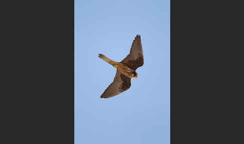 Eleonorenfalke (Falco eleonorae)