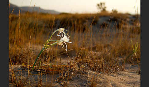 Dünen-Trichternarzisse (Pancratium maritimum)