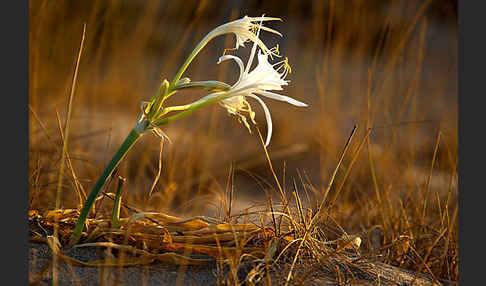 Dünen-Trichternarzisse (Pancratium maritimum)