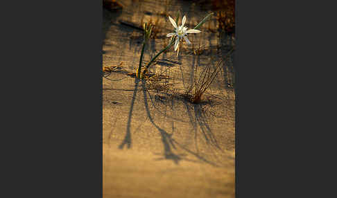 Dünen-Trichternarzisse (Pancratium maritimum)