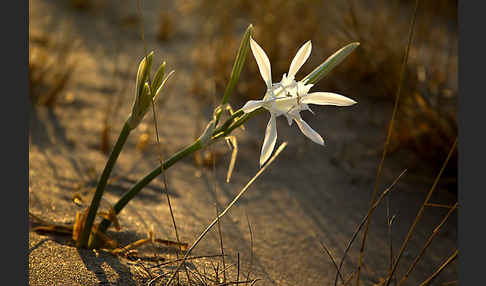 Dünen-Trichternarzisse (Pancratium maritimum)