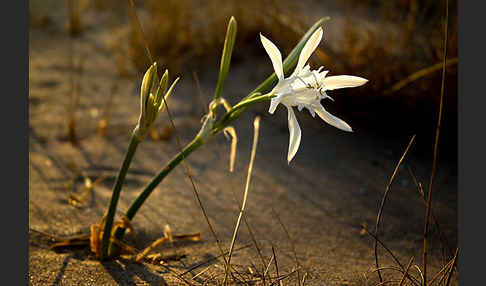 Dünen-Trichternarzisse (Pancratium maritimum)