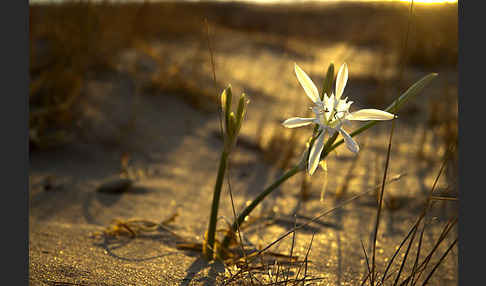 Dünen-Trichternarzisse (Pancratium maritimum)