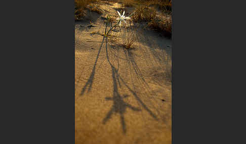 Dünen-Trichternarzisse (Pancratium maritimum)