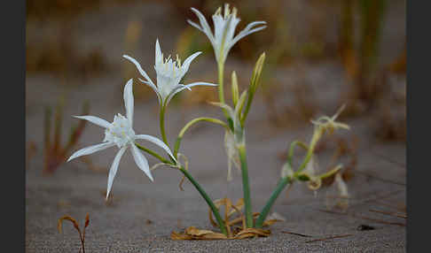 Dünen-Trichternarzisse (Pancratium maritimum)