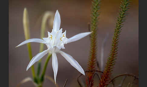 Dünen-Trichternarzisse (Pancratium maritimum)