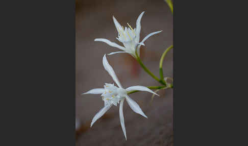 Dünen-Trichternarzisse (Pancratium maritimum)