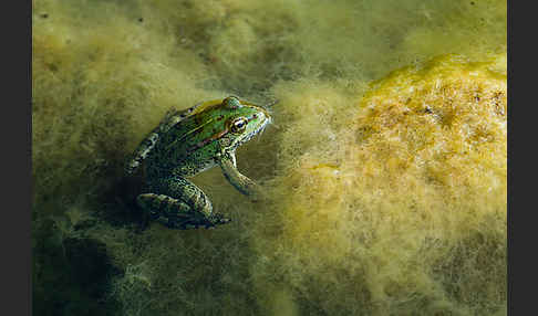 Kreta-Wasserfrosch (Pelophylax cretensis)