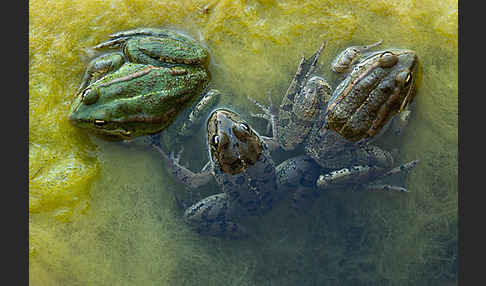 Kreta-Wasserfrosch (Pelophylax cretensis)