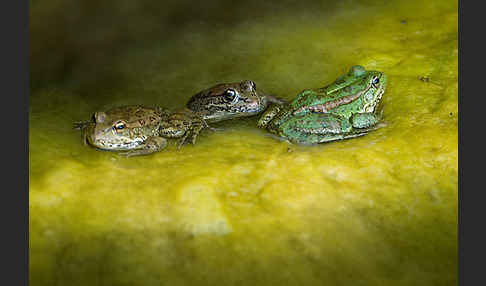 Kreta-Wasserfrosch (Pelophylax cretensis)