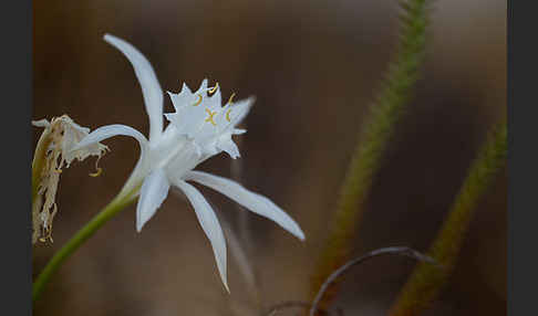 Dünen-Trichternarzisse (Pancratium maritimum)