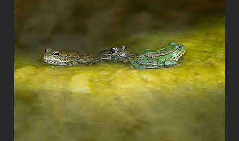 Kreta-Wasserfrosch (Pelophylax cretensis)