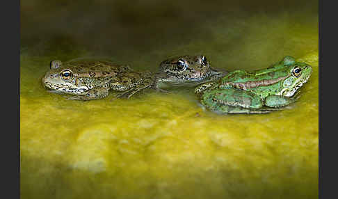 Kreta-Wasserfrosch (Pelophylax cretensis)