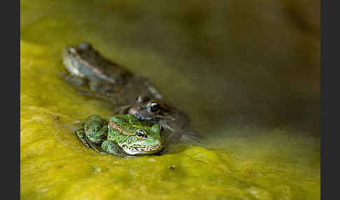 Kreta-Wasserfrosch (Pelophylax cretensis)