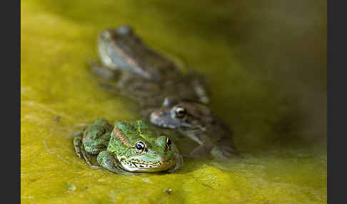 Kreta-Wasserfrosch (Pelophylax cretensis)