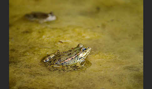 Kreta-Wasserfrosch (Pelophylax cretensis)